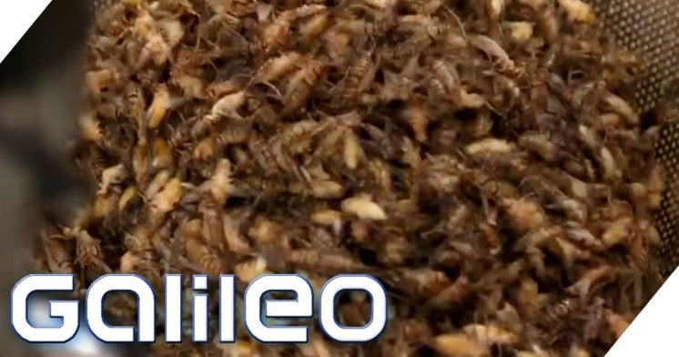 Gerichte aus Insektenmehl | Galileo | ProSieben