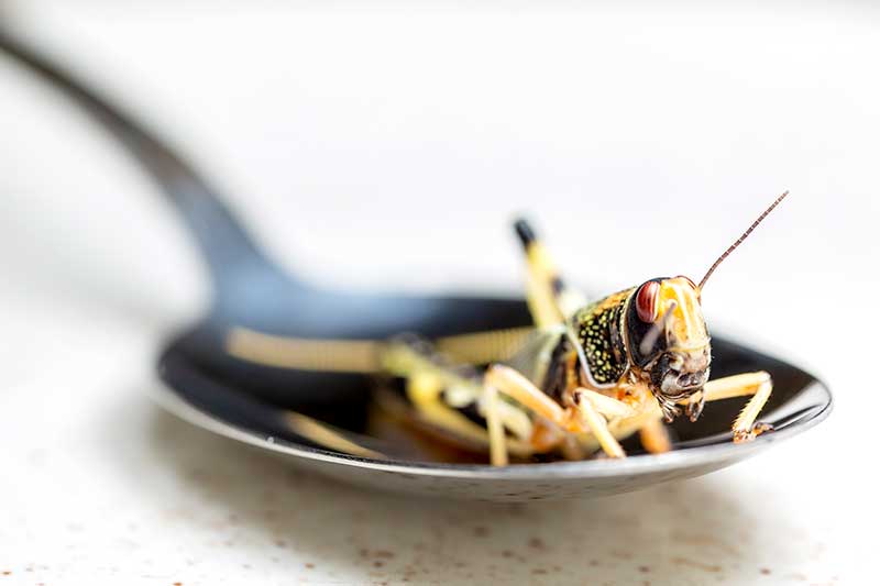 Insekten "Made in germany" auf unseren Tellern | wir-essen-gesund