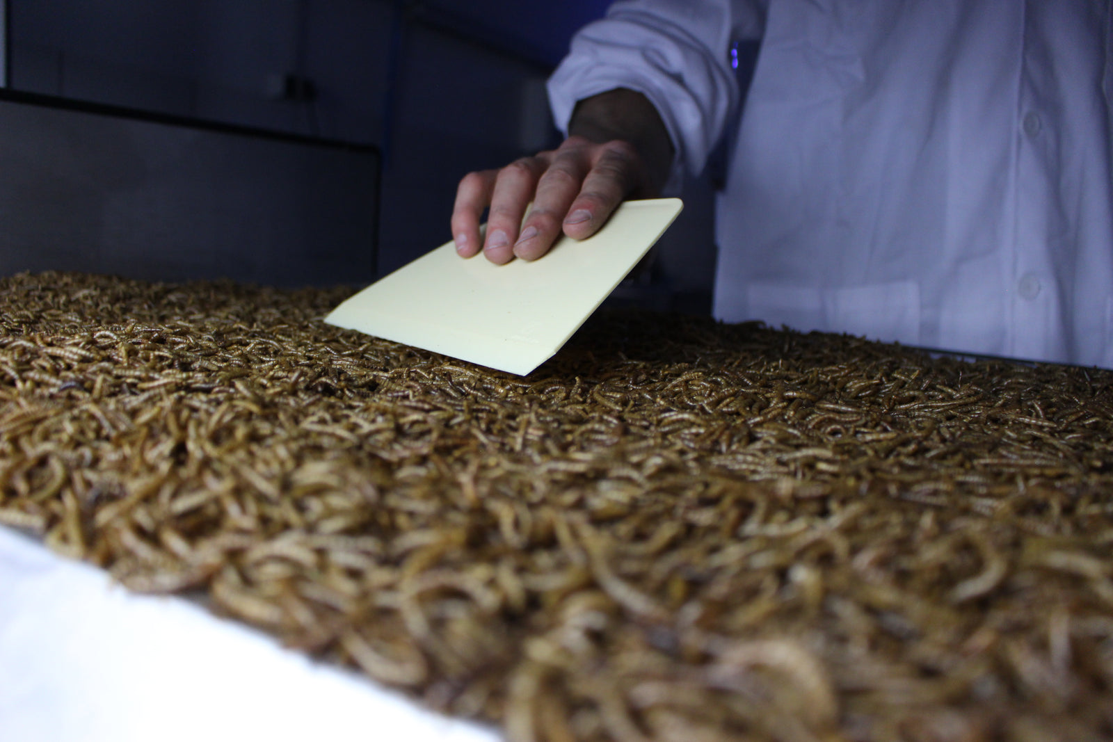 Ketogene Ernährung mit essbaren Insekten