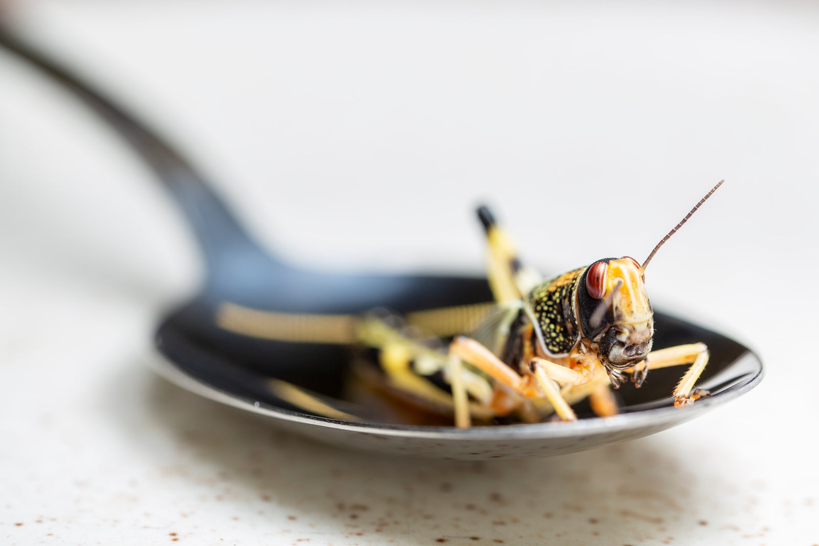Begriffserklärung: Entomophagy