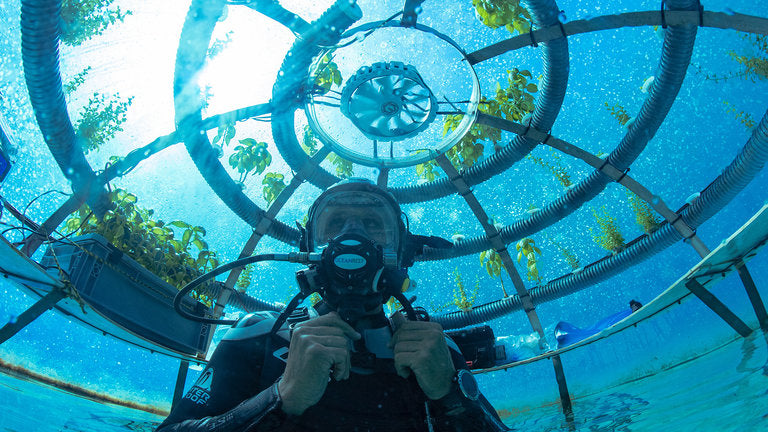 Das Essen der Zukunft: Insekten