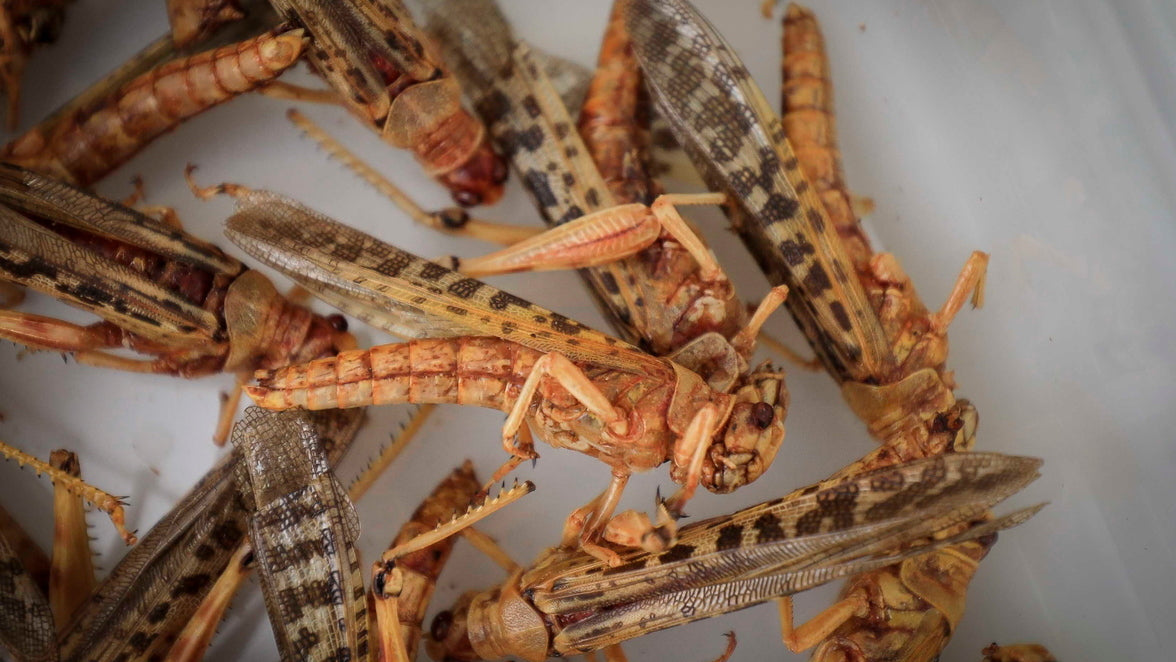 Six feet to eat: Die erste Zucht in Deutschland hat eine Zulassung | swp