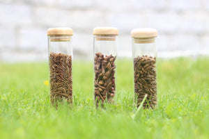 Essbare Insekten von Catch-your-bug