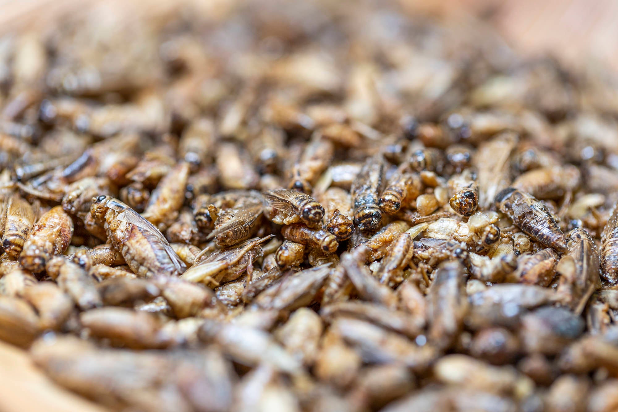 Nährstoffvorteile von Insekten