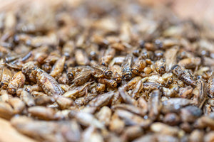 Nährstoffvorteile von Insekten