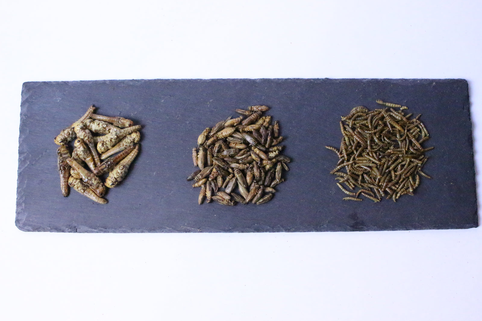 Essbare Insekten_von_catch-your-bug