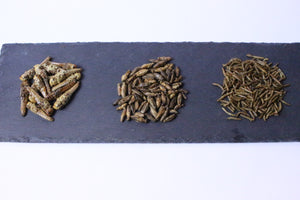 Geschenkset mit essbaren Insekten, 3 x 10 g