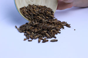 Essensgerichte mit Insekten zum Essen von Catch Your Bug