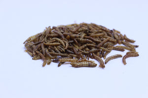 Mehlwürmer (geröstet), 500 g